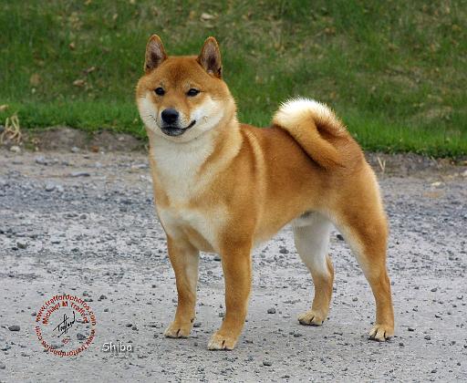 Shiba 9T075D-026.JPG